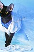 Белое платье для кошки спицами