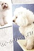 Попона для собаки - Черно-белый романс