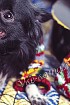 Комплект для собаки: шраг и сумочка