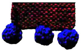 отдельная шишечка