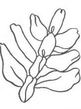 Листочек Листочек