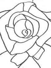 Роза Роза
