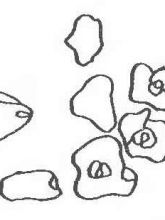 Шов «петелька с глазком» Шов «петелька с глазком»