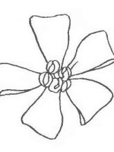 Цветок Цветок