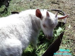 Ажурные пуховые гольфы Плетеное чудо, 2 Ажурные пуховые гольфы Плетеное чудо, 2