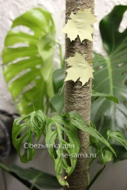 Опора для вьющегося цветка, фото Опора для вьющегося цветка, фото