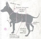 Снятие мерок с собаки Снятие мерок с собаки