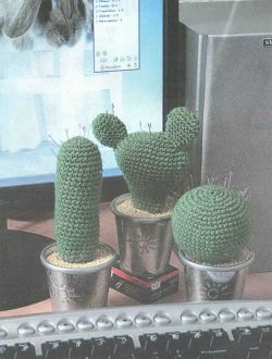 Кактусы-игольницы Кактусы-игольницы