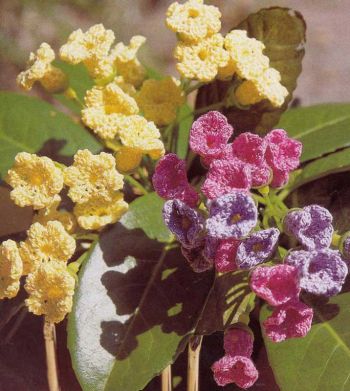 Разноцветный букет крючком Разноцветный букет крючком