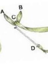 Шов «полупетля с прикрепом» Шов «полупетля с прикрепом»